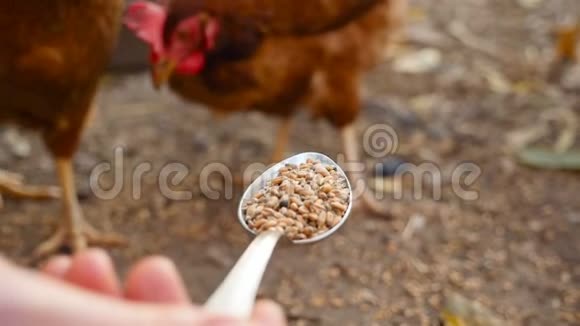 可爱的鸡用金属勺子吃谷物慢动作特写视频的预览图