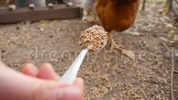 自制的鸡用勺子吃谷物慢动作特写视频的预览图