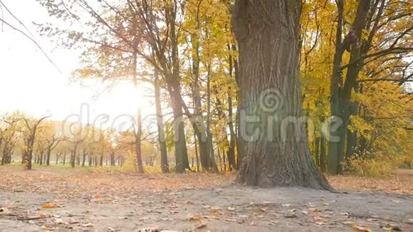 美丽的秋天森林有黄色的叶子阳光透过树叶发出明亮的光芒视频的预览图