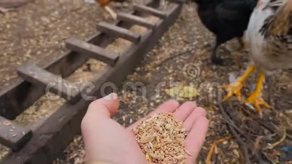人类用小麦喂鸡啄食谷物慢动作视频的预览图