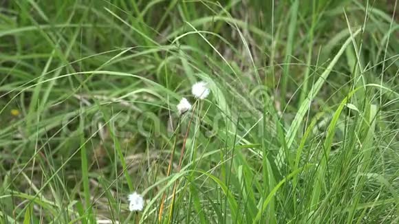 德国奥德泰希的哈兹山地荒野自然景观区绿色开花草植物视频的预览图
