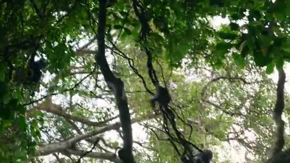 非洲丛林中小猴子黑猩猩向妈妈爬升藤本视频的预览图