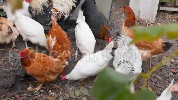 农村母鸡在地上吃谷物慢动作农村视频的预览图