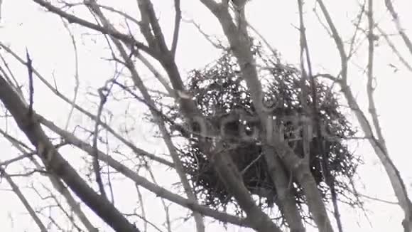 早春在枫树顶端的乌鸦小枝窝视频的预览图