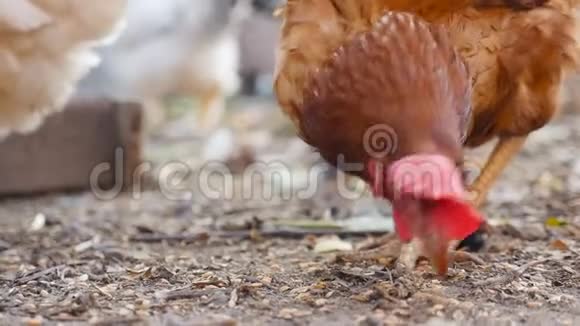 家鸡在院子里走来走去棕色羽毛慢动作特写视频的预览图