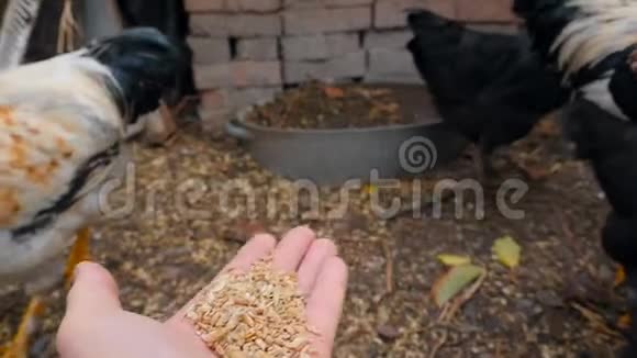 人类手中的小麦啄食谷物慢动作视频的预览图
