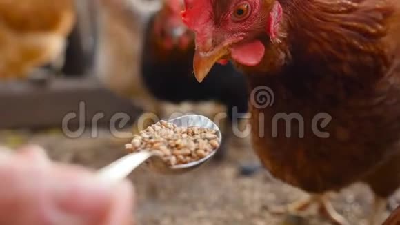 一个人用勺子喂鸡啄麦特写镜头慢动作视频的预览图