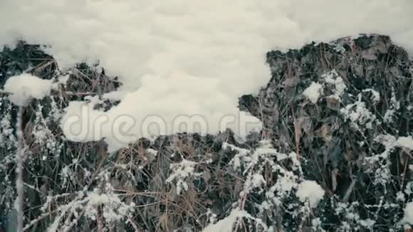 雪下装饰葡萄的枝条冬季降雪视频的预览图