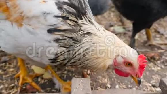 鸡头的特写在马槽里吃小麦慢动作视频的预览图