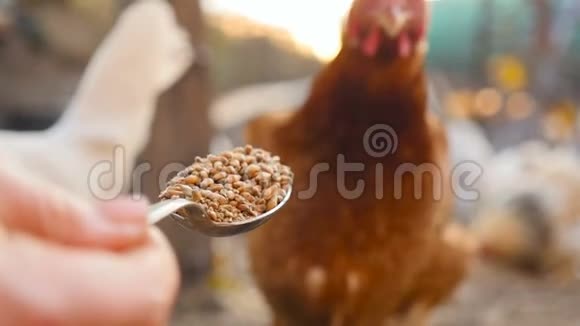自制鸡吃厨房勺子里的谷物慢动作特写视频的预览图