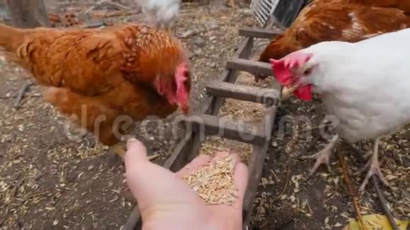 棕鸡吃人手里的粮食慢动作视频的预览图