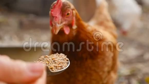 鸡从厨房的勺子里吃小麦特写视频的预览图