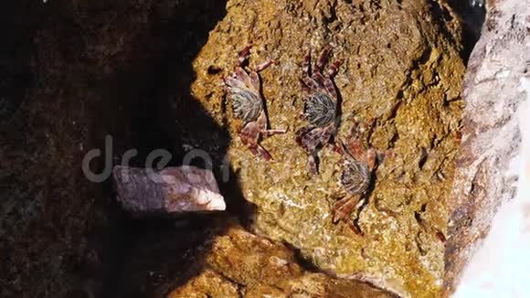 三只螃蟹坐在海里的岩石上螃蟹坐在海边的岩石上蓝色的螃蟹坐在红海里海水视频的预览图