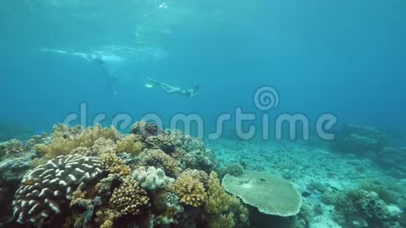 水下两个游客在蓝色的海洋里打鼾有珊瑚和鱼视频的预览图