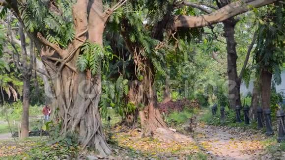 一种橡树树干在一个公园的路边人行道上构成一个树冠充满活力的秋色前院或后院绿草视频的预览图