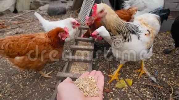 乡下鸡从手里吃小麦慢动作特写视频的预览图