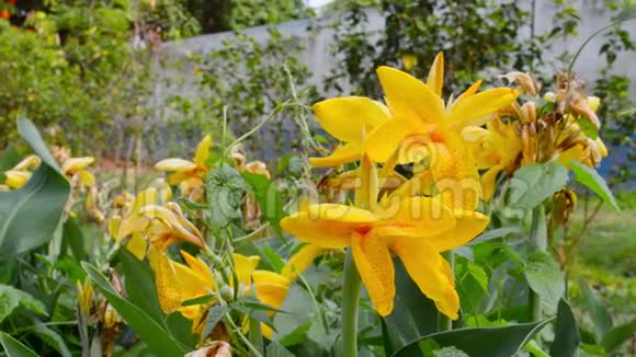 黄花菜一种草本植物雏菊在盛开的大水仙科多年生开花植物摘要视频的预览图