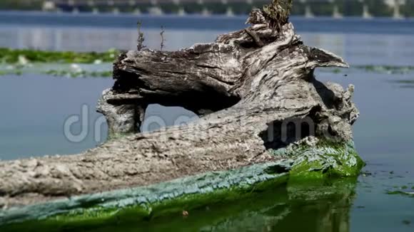 在污染的河流中近海的近景日志视频的预览图