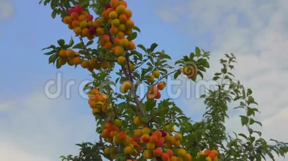 杏树的全景映衬着湛蓝的天空视频的预览图