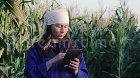 女农学家或农民用平板电脑检查田间绿色玉米的质量视频的预览图