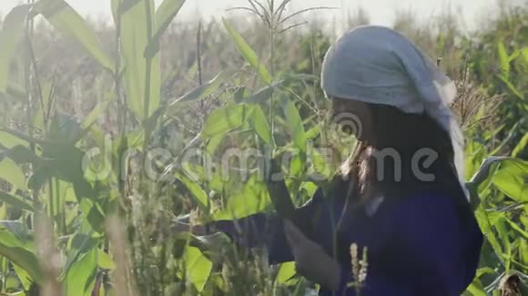 女农学家或农民用平板电脑检查田间绿色玉米的质量视频的预览图