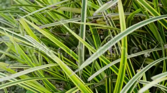 绿色植物叶片抽象背景变形效果绿油油的草地上长满了草叶自然纵横交错的图案设计视频的预览图