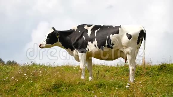 站在草地上的牛视频的预览图