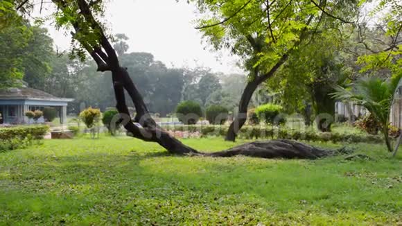 土壤徐变倒伏在地上的树干上的树状弯曲形状弯曲分厂视频的预览图