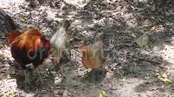 地上自由的农场动物视频的预览图