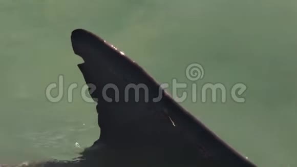 海豚鳍射击视频的预览图
