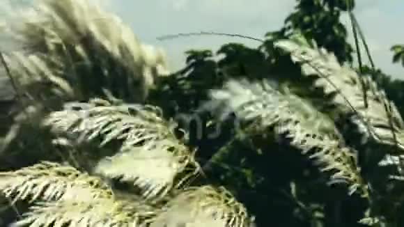 美丽的白色Kanskash草花植物Saccharum自发性在风中吹起蓝天背景愿望设计视频的预览图