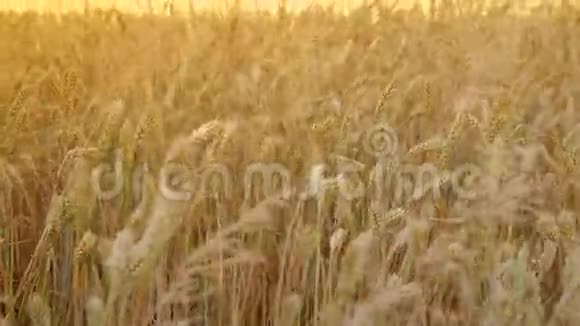 黎明时的麦子视频的预览图