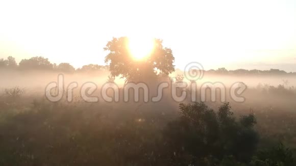 在雾中的草地上透过树枝飞向朝阳视频的预览图