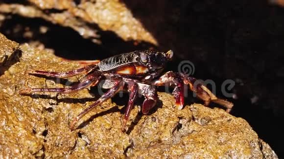 美丽的螃蟹坐在岩石上在海边吃东西螃蟹在红海里海水溅在螃蟹身上视频的预览图
