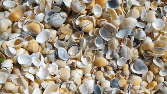 海滩上的一堆贝壳视频的预览图