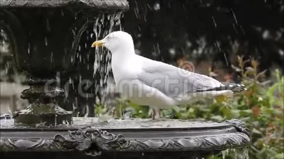 英国海隆海鸥在公园花园喷泉中洗澡视频的预览图