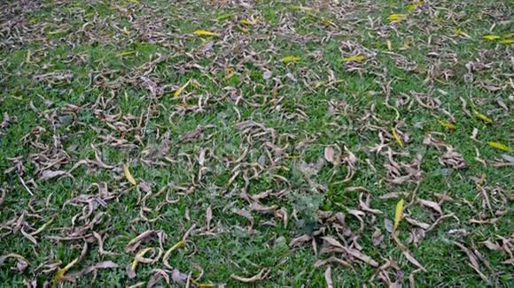 一大群枯死的植物干叶躺在绿草地上秋叶颜色抽象图案郁郁葱葱的树叶纹理视频的预览图