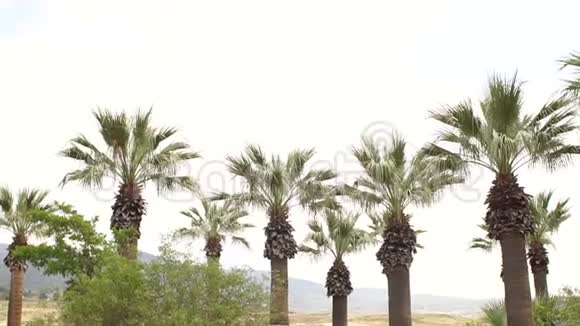 美丽的棕榈树映衬着蓝天群山和美丽的景观视频的预览图