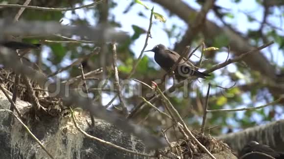 野生灰燕鸥视频的预览图