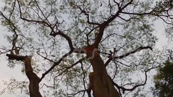 仰望树梢高高的高树枝在阳光的夕阳下森林林地环境背景抽象自然模式视频的预览图