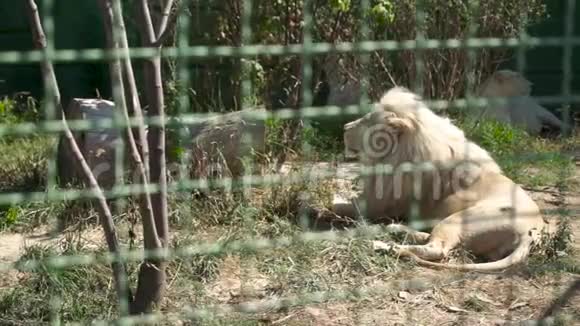 狮子在动物园休息视频的预览图