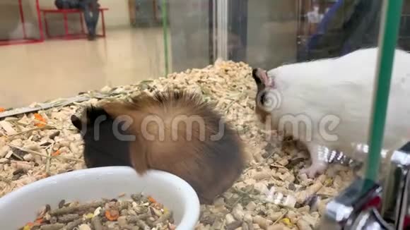两只可爱的豚鼠在宠物店的笼子里吃着嚼着视频的预览图