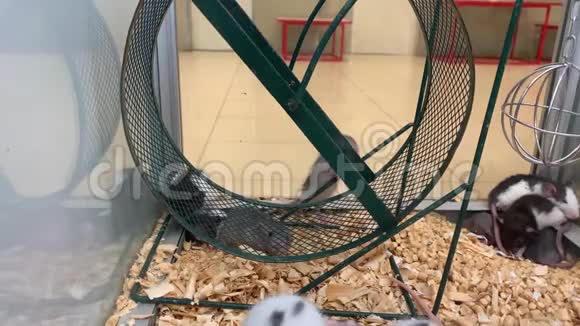 许多不同颜色的幼鼠坐在宠物店的笼子里视频的预览图