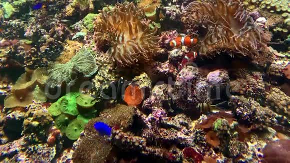 水下世界五颜六色的珊瑚礁鱼海葵和小丑鱼漂浮在海洋水族馆里视频的预览图