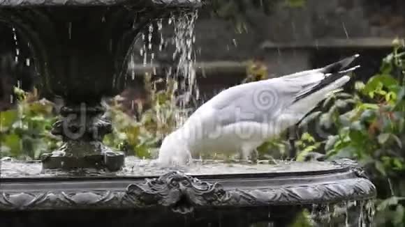 英国海隆海鸥在公园花园喷泉中洗澡视频的预览图