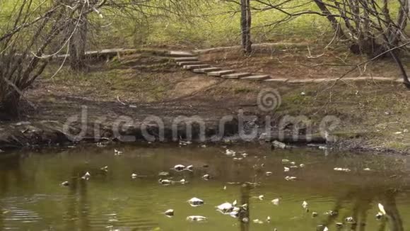 公园里的脏水和鸭子视频的预览图