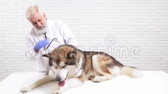 成熟医生用听诊器检查大家狗视频的预览图