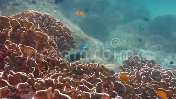 海下的鹦鹉鱼视频的预览图