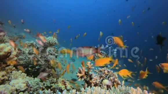 海洋花园和舞狮鱼视频的预览图