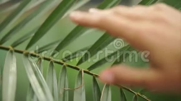 美丽的女人手抚摸着棕榈叶视频的预览图
